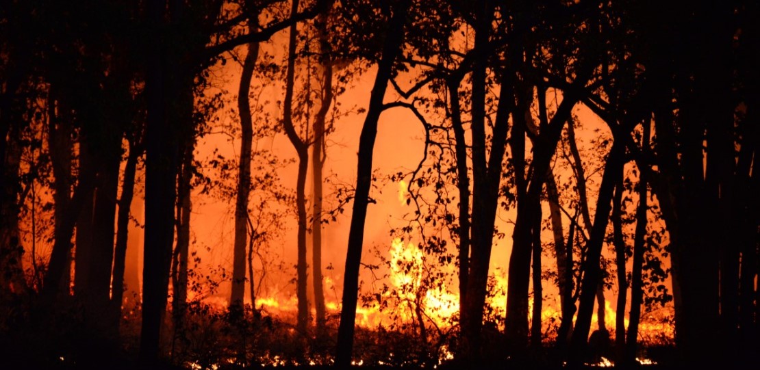 Incendio forestal