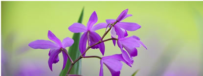 Flor
