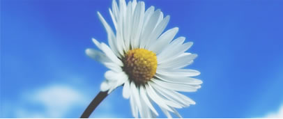 Flor