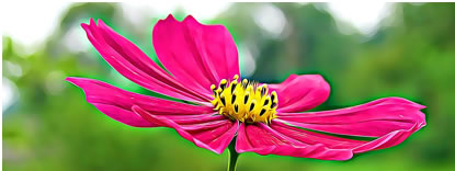 Flor