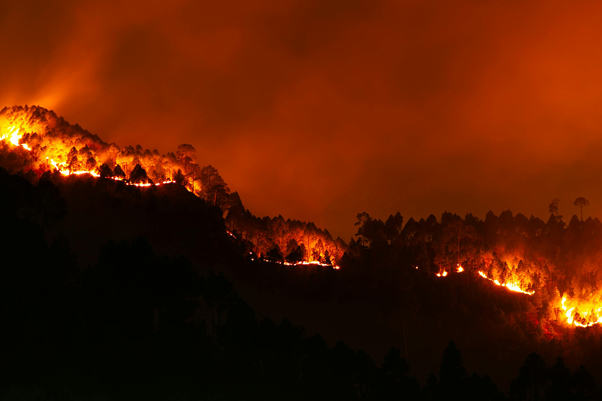 Bosque en llamas
