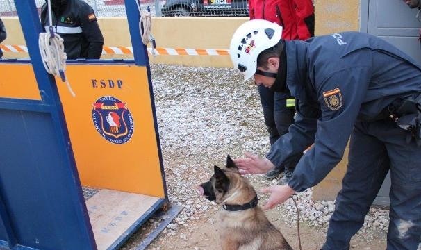 persona indicando a un perro guía el ejercicio a realizar