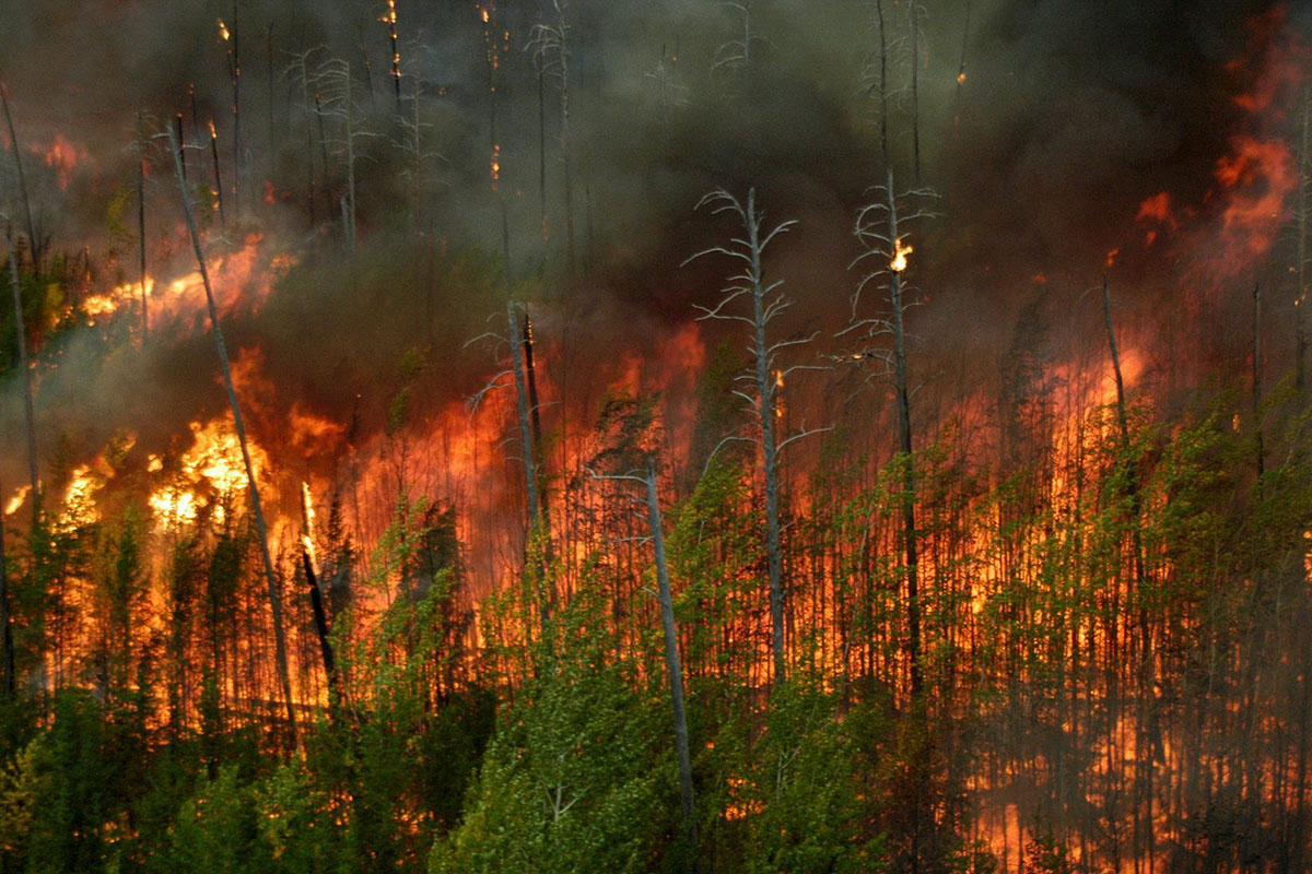 Incendio forestal