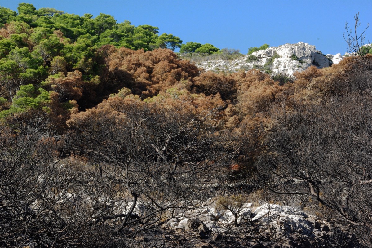 Zona quemada por un incendio