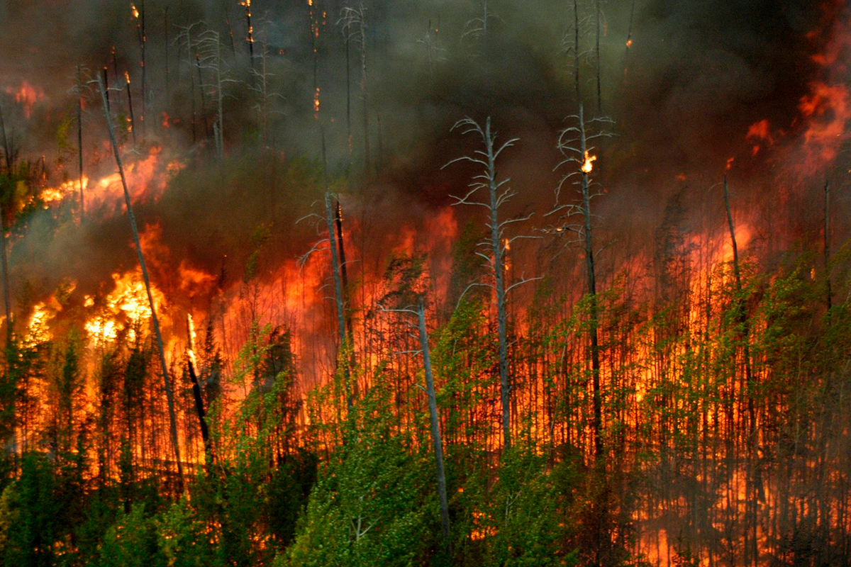 Incendio forestal